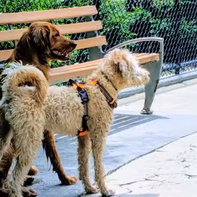 Torsney Dog Run - Sunnyside, NY