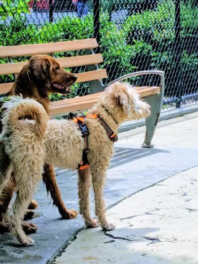 Torsney Dog Run - Sunnyside, NY