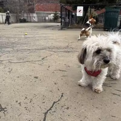 Torsney Dog Run - Sunnyside, NY