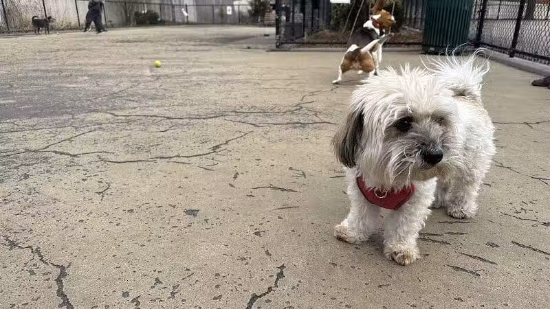 Torsney Dog Run - Sunnyside, NY