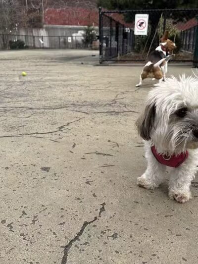 Torsney Dog Run - Sunnyside, NY