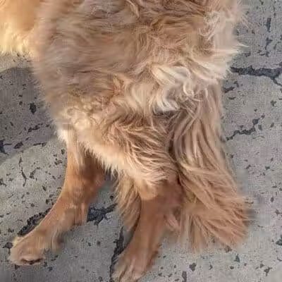 Torsney Dog Run - Sunnyside, NY