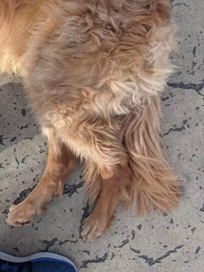 Torsney Dog Run - Sunnyside, NY