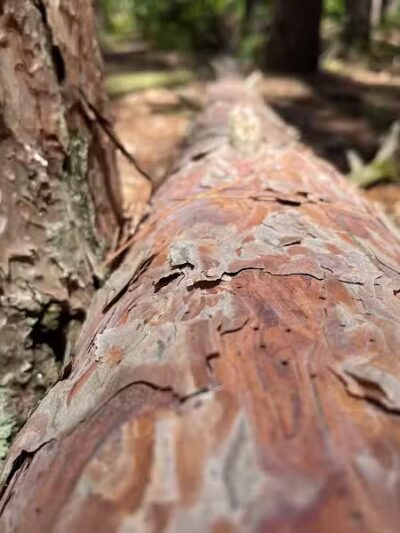 The Spot - Swanton, OH