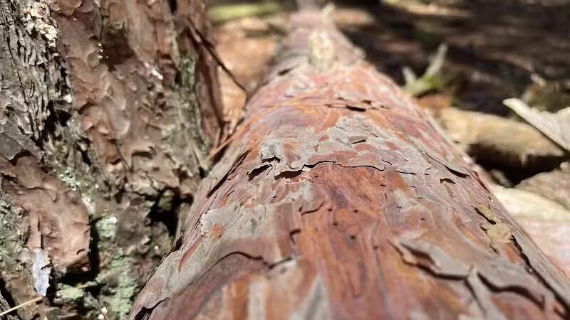 The Spot - Swanton, OH