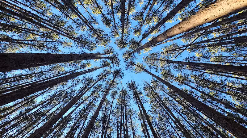 The Spot - Swanton, OH