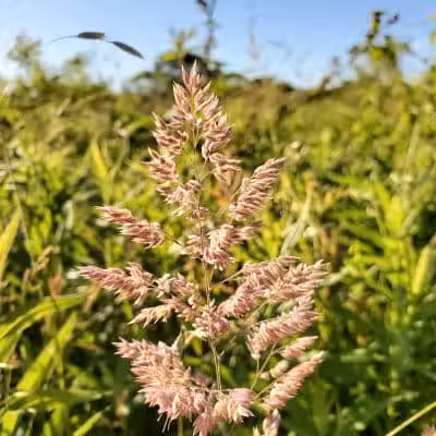 Tallmadge Meadows Area Metropark - Tallmadge, OH