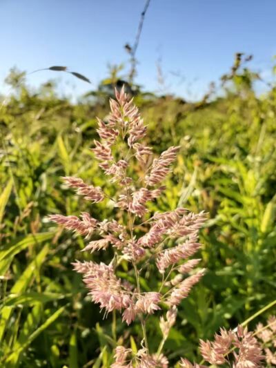 Tallmadge Meadows Area Metropark - Tallmadge, OH