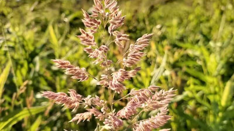 Tallmadge Meadows Area Metropark - Tallmadge, OH