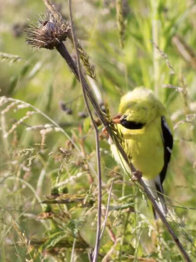 Tallmadge Meadows Area Metropark - Tallmadge, OH