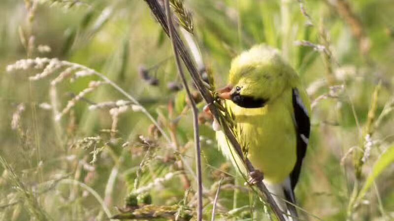 Tallmadge Meadows Area Metropark - Tallmadge, OH