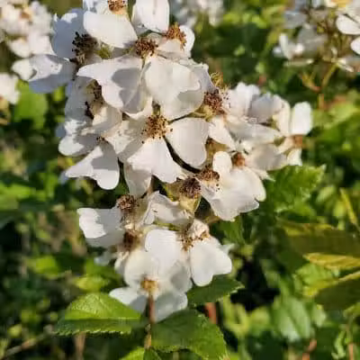 Tallmadge Meadows Area Metropark - Tallmadge, OH