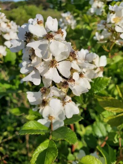 Tallmadge Meadows Area Metropark - Tallmadge, OH