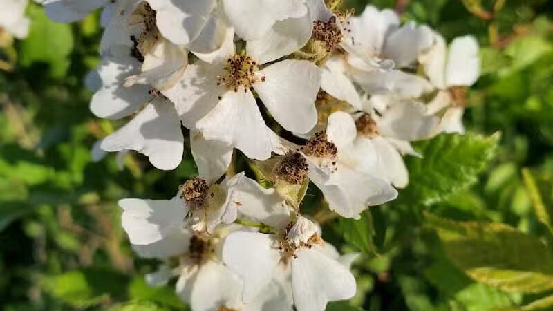 Tallmadge Meadows Area Metropark - Tallmadge, OH