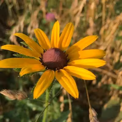 Tallmadge Meadows Area Metropark - Tallmadge, OH