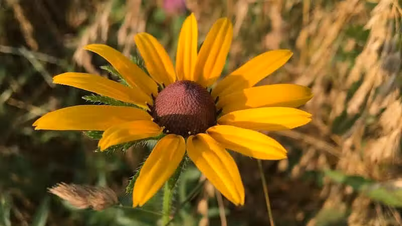 Tallmadge Meadows Area Metropark - Tallmadge, OH