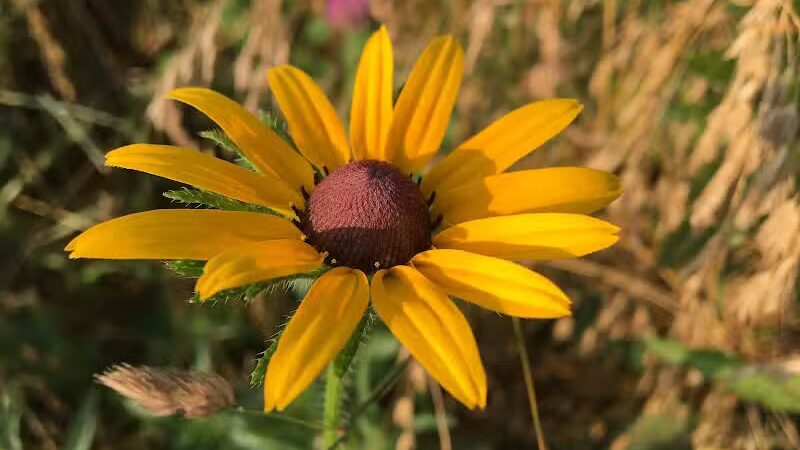 Tallmadge Meadows Area Metropark - Tallmadge, OH