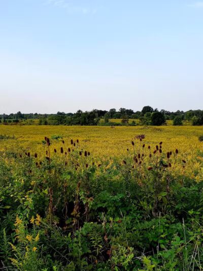 Tallmadge Meadows Park - Tallmadge, OH