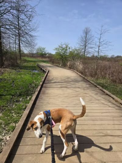 Tallmadge Meadows Park - Tallmadge, OH