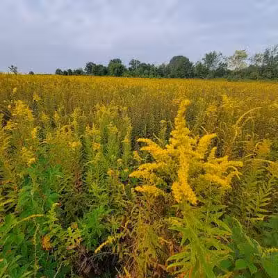 Tallmadge Meadows Park - Tallmadge, OH
