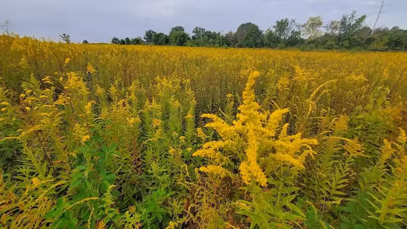 Tallmadge Meadows Park - Tallmadge, OH