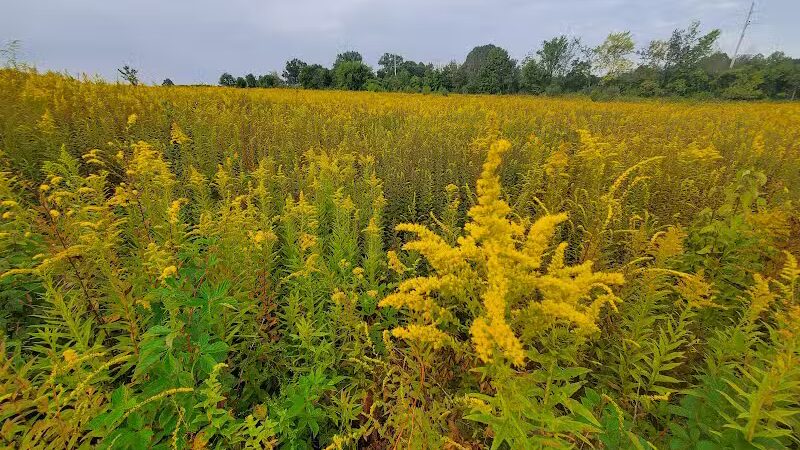 Tallmadge Meadows Park - Tallmadge, OH