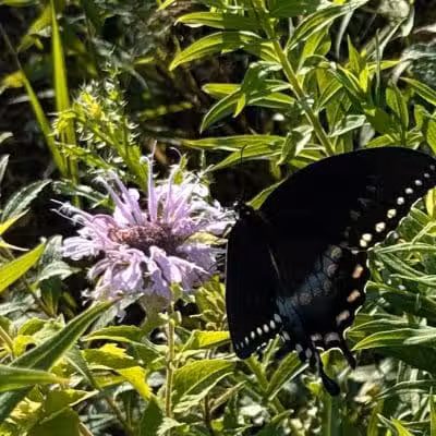 Tallmadge Meadows Park - Tallmadge, OH