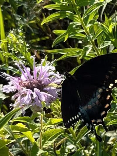 Tallmadge Meadows Park - Tallmadge, OH