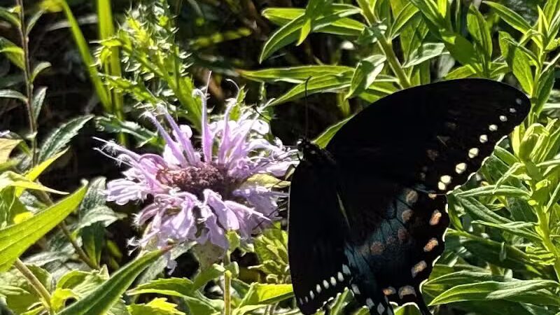 Tallmadge Meadows Park - Tallmadge, OH