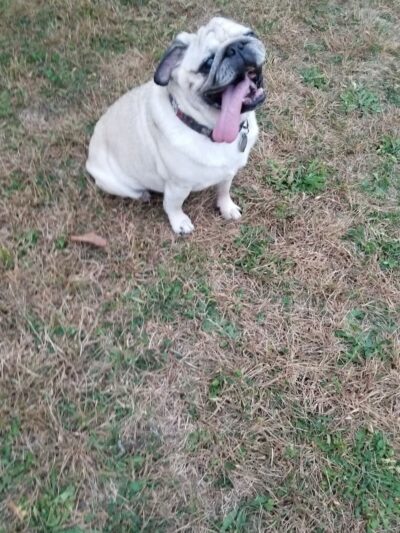 Bark Park - Tiffin, OH