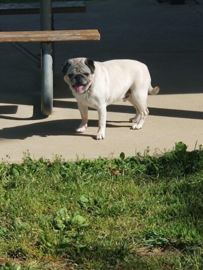 Bark Park - Tiffin, OH