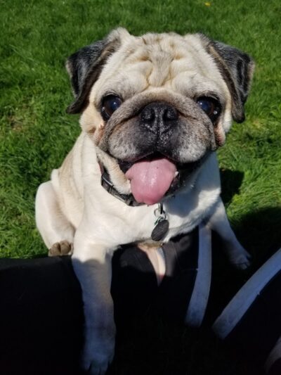 Bark Park - Tiffin, OH