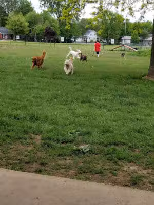 Bark Park - Tiffin, OH