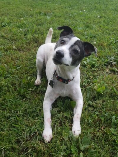 Bark Park - Tiffin, OH