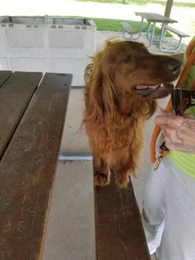 Bark Park - Tiffin, OH