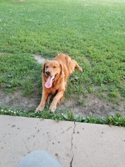 Bark Park - Tiffin, OH