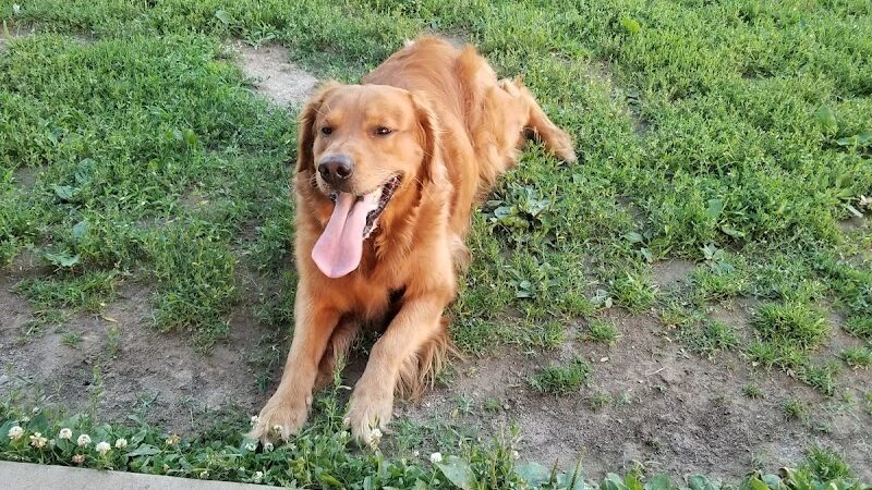Bark Park - Tiffin, OH