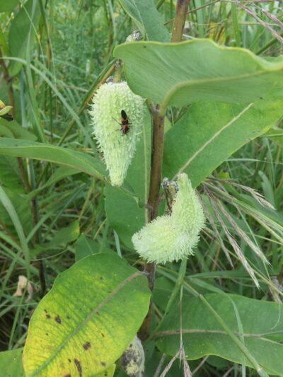 Freeman Prairie - Tipp City, OH