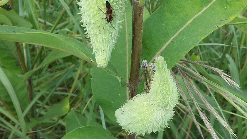 Freeman Prairie - Tipp City, OH