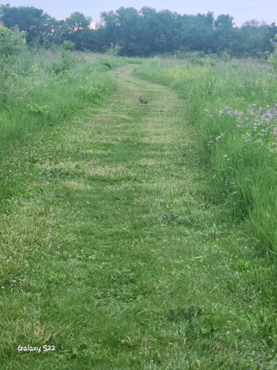 Freeman Prairie - Tipp City, OH
