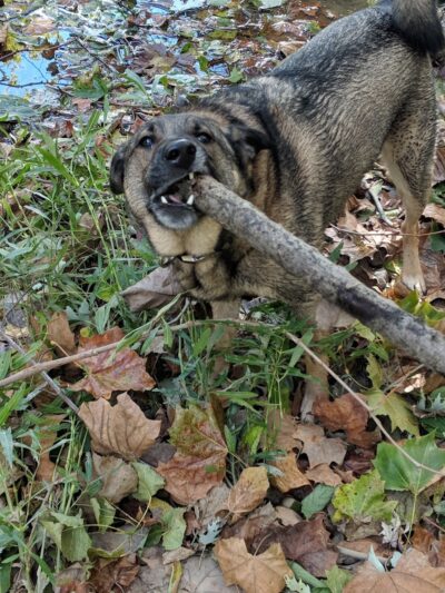 Freeman Prairie - Tipp City, OH