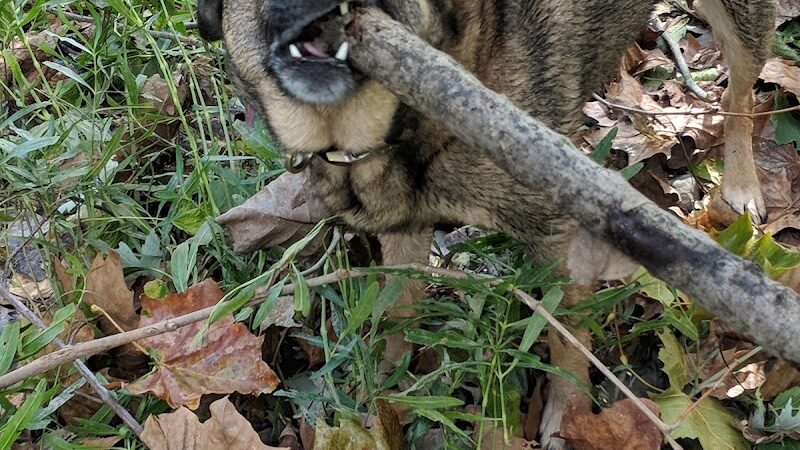 Freeman Prairie - Tipp City, OH