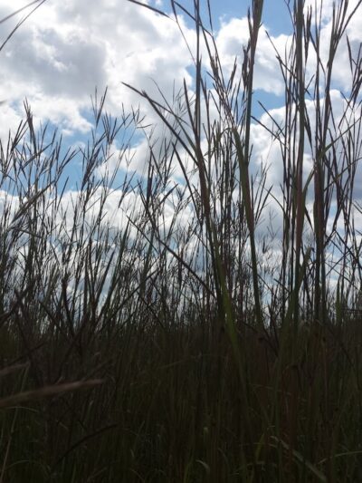 Freeman Prairie - Tipp City, OH