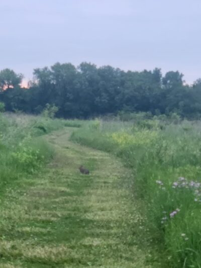 Freeman Prairie - Tipp City, OH