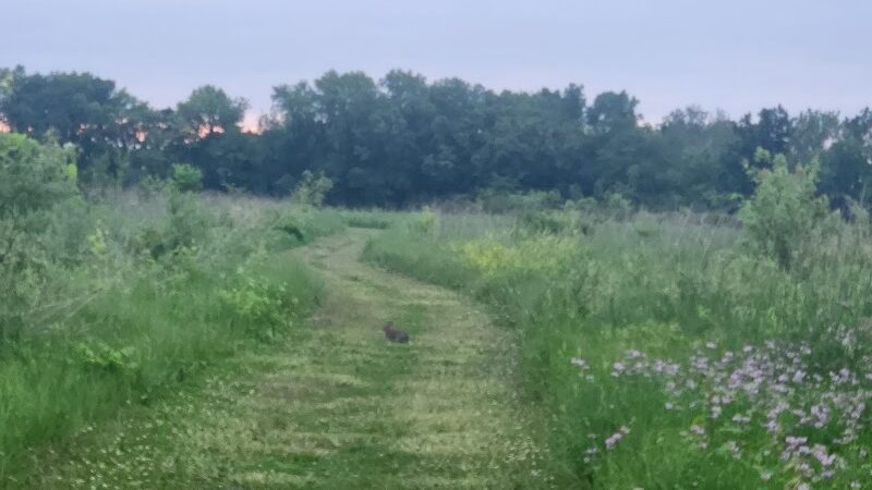 Freeman Prairie - Tipp City, OH
