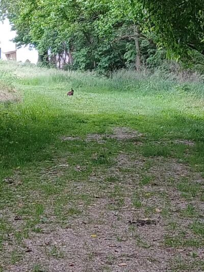 Honey Creek Preserve - Tipp City, OH