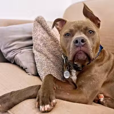 Tipp to Tail Pet Resort and Spa - Tipp City, OH