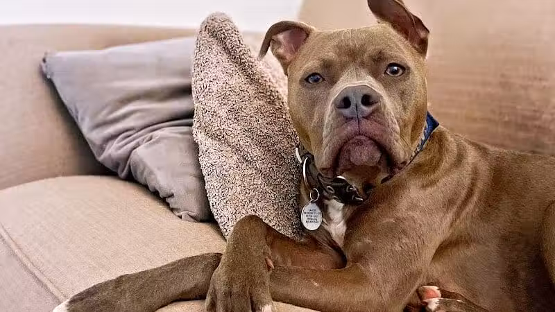 Tipp to Tail Pet Resort and Spa - Tipp City, OH