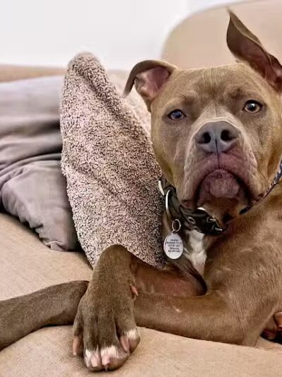 Tipp to Tail Pet Resort and Spa - Tipp City, OH