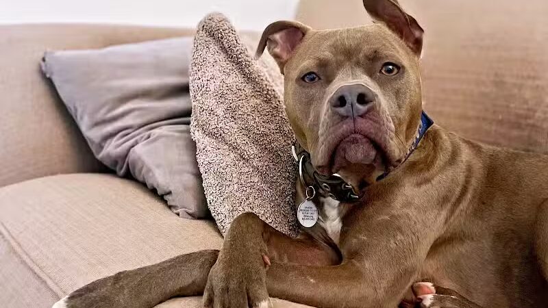 Tipp to Tail Pet Resort and Spa - Tipp City, OH